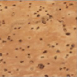 Kit Vinho Personalizado Conjunto para vinho personalizado em cortiça
94119 MORETO. Conjunto para vinho